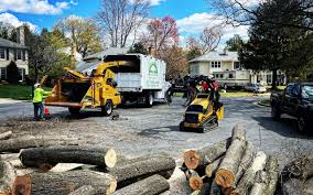 Best Tree Maintenance Programs  in Dripping Springs, TX